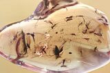 Fossil Fungus Gnat Swarm (Sciaridae) In Baltic Amber - + Gnats! #362672-1